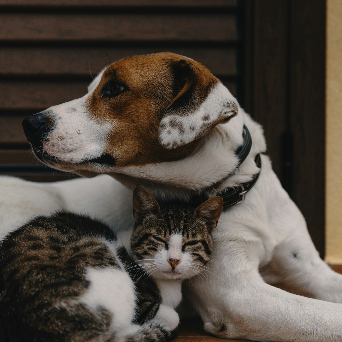 Perro y gato descansando juntos